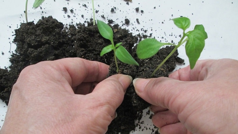 How to pick pepper seedlings: step-by-step guide and useful tips