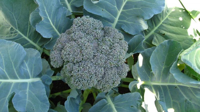 Step-by-step guide on how to grow broccoli at home correctly