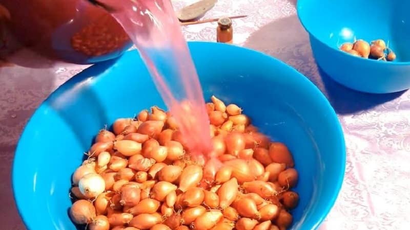Detailed instructions: how to grow onions from A to Z