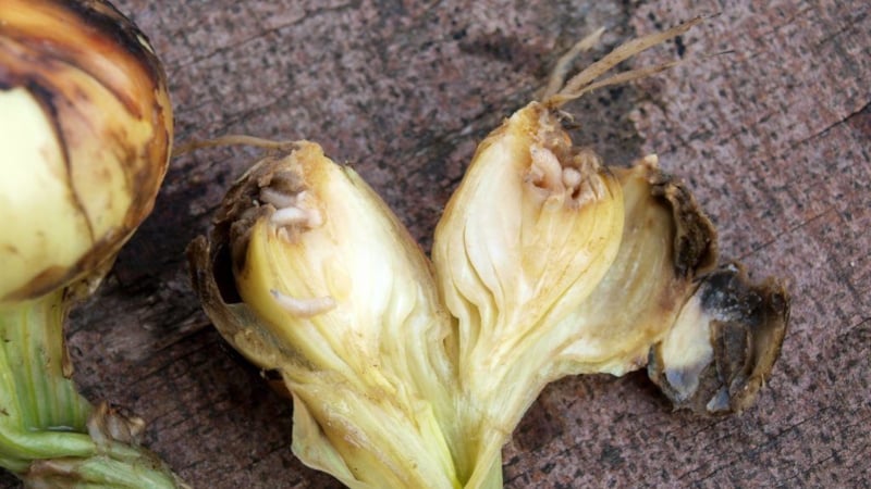 Detailed instructions: how to grow onions from A to Z