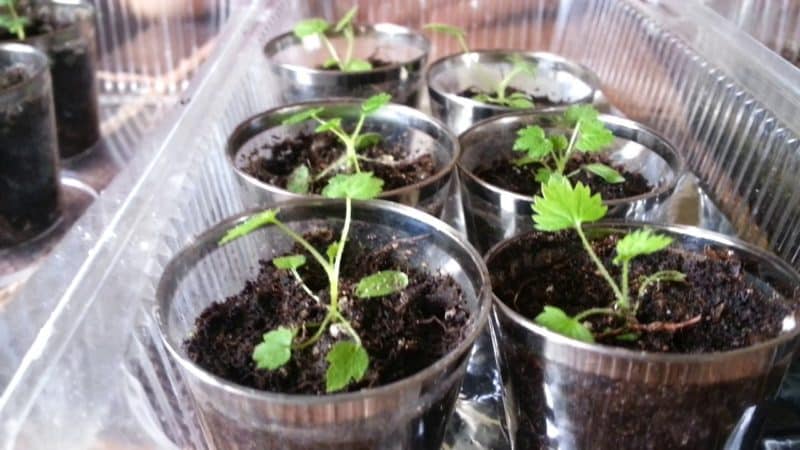 A guide for beginner gardeners: how to grow raspberries from seeds for seedlings at home