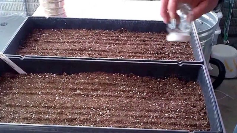 A guide for beginner gardeners: how to grow raspberries from seeds for seedlings at home