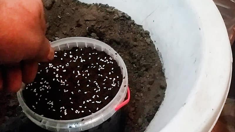 A guide for beginner gardeners: how to grow raspberries from seeds for seedlings at home