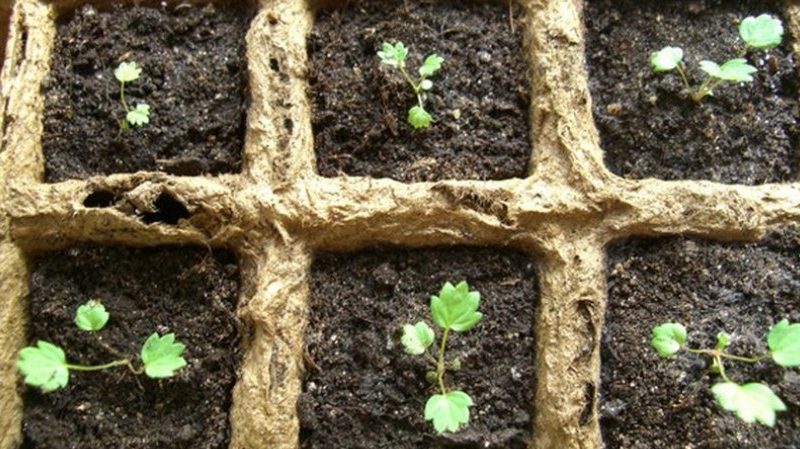 A guide for beginner gardeners: how to grow raspberries from seeds for seedlings at home