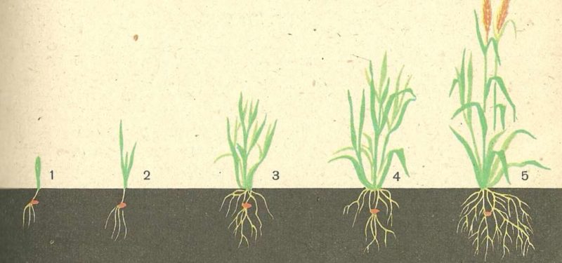 What is the root system of wheat and what are its features?