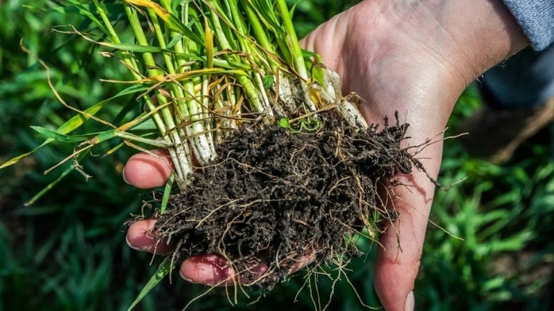 What is the root system of wheat and what are its features?