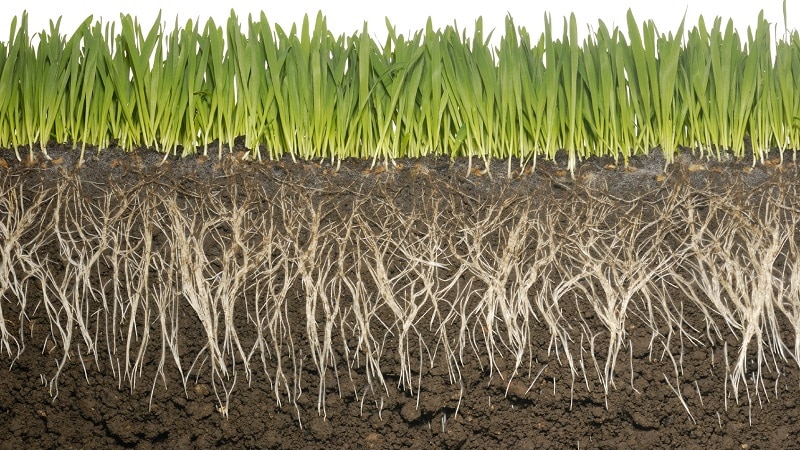What is the root system of wheat and what are its features?