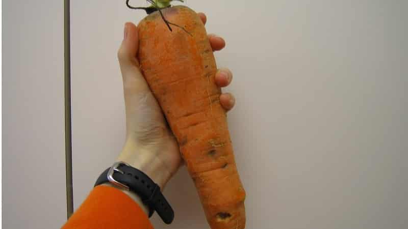 Record holders among vegetables: what is the largest carrot in the world and who grew it