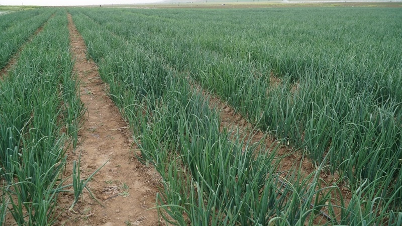 What is the onion yield per 1 hectare and how to increase it