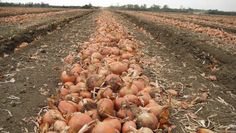 What is the onion yield per 1 hectare and how to increase it