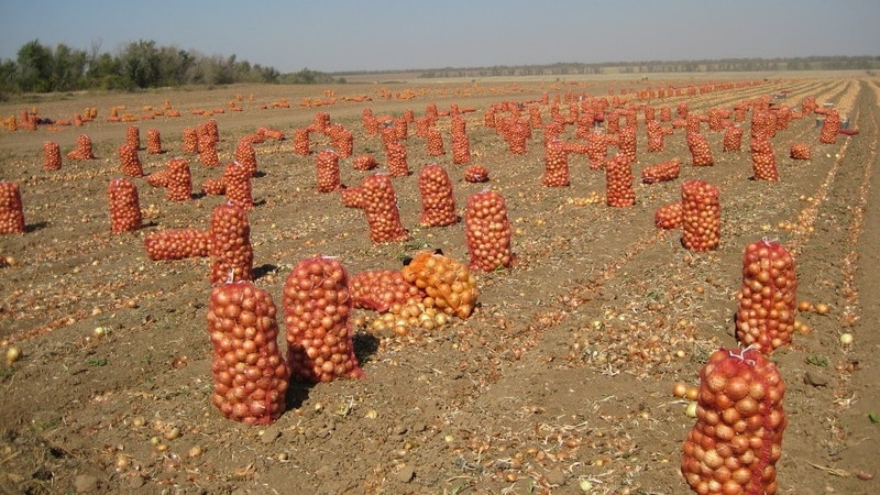 What is the onion yield per 1 hectare and how to increase it