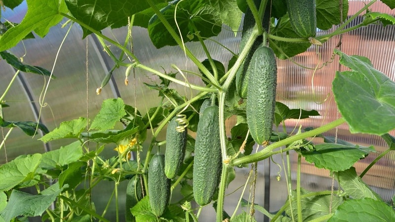 What is the yield of cucumbers in a greenhouse per 1 square meter and how to increase it