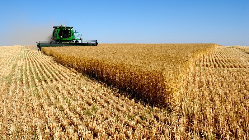 What is the wheat yield per 1 hectare and what does it depend on?