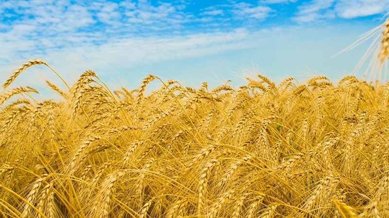 What is the wheat yield per 1 hectare and what does it depend on?