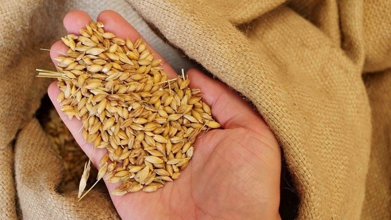 What is the wheat yield per 1 hectare and what does it depend on?