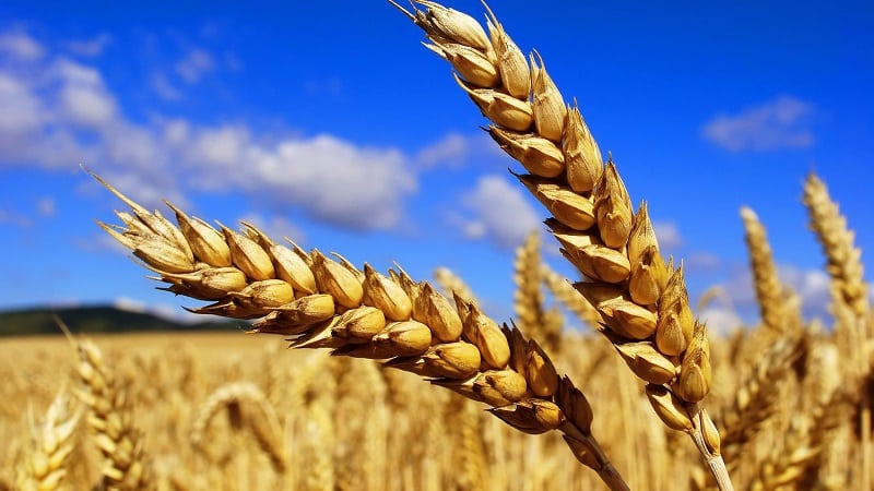 What is the wheat yield per 1 hectare and what does it depend on?