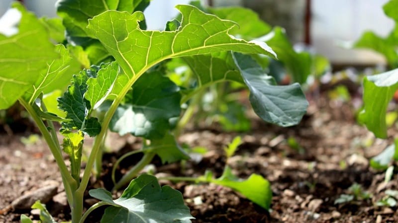 Growing broccoli in open ground in the Moscow region