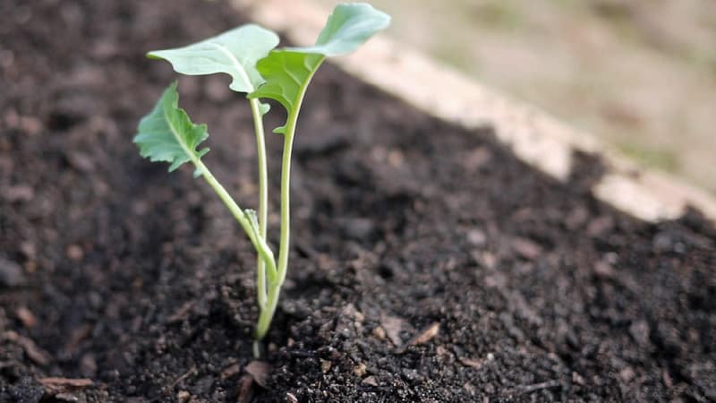 Growing broccoli in open ground in the Moscow region