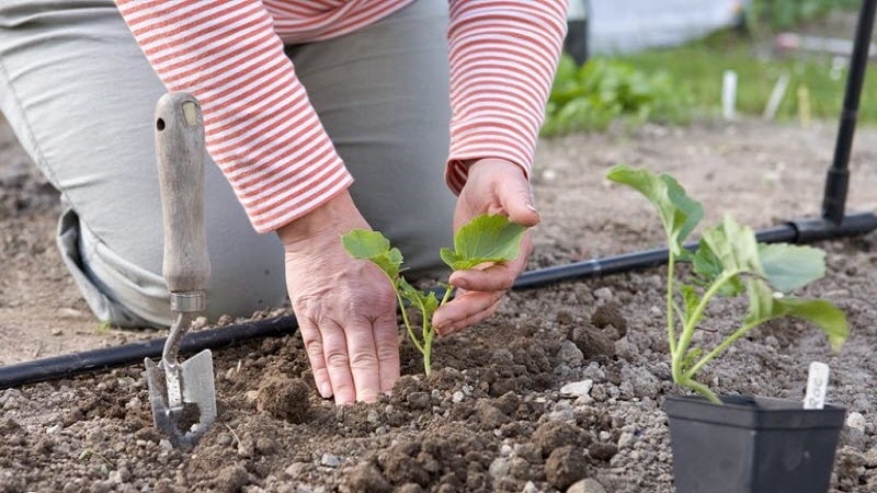 Growing broccoli in open ground in the Moscow region