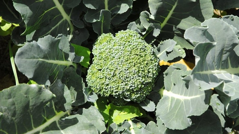 Growing broccoli in open ground in the Moscow region