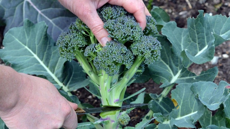Green Magic F1 broccoli: description, cultivation features, reviews