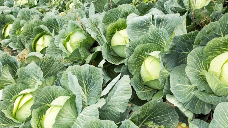 Ultra-early ripening cabbage hybrid Nozomi f1