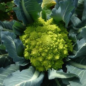 What are the benefits of Romanesco cabbage, what it looks like in the photo, is it difficult to grow and how to cook it