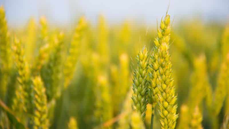 How and why to use urea after wheat flowering