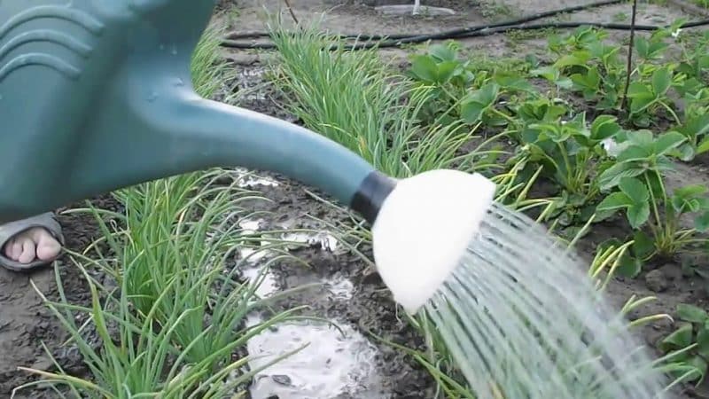 When to plant family onions before winter and is it possible in the Urals