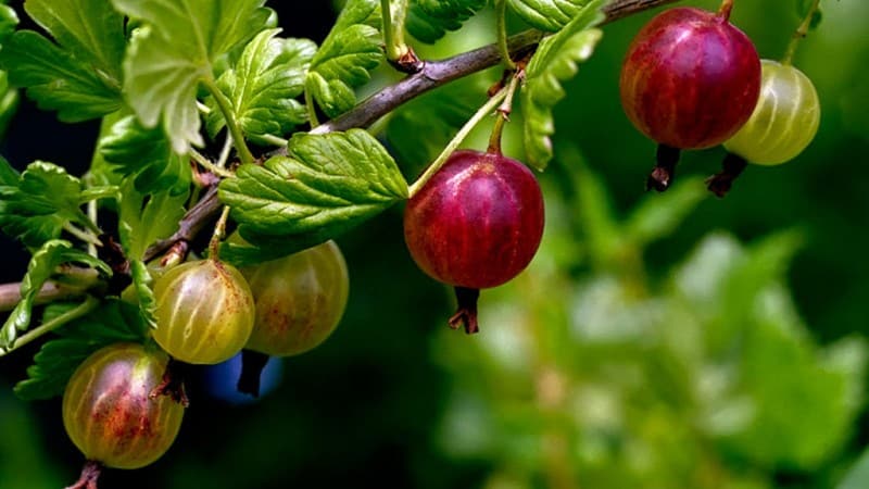 Common gooseberry is a berry or fruit, what it looks like, where it grows and what it is called differently