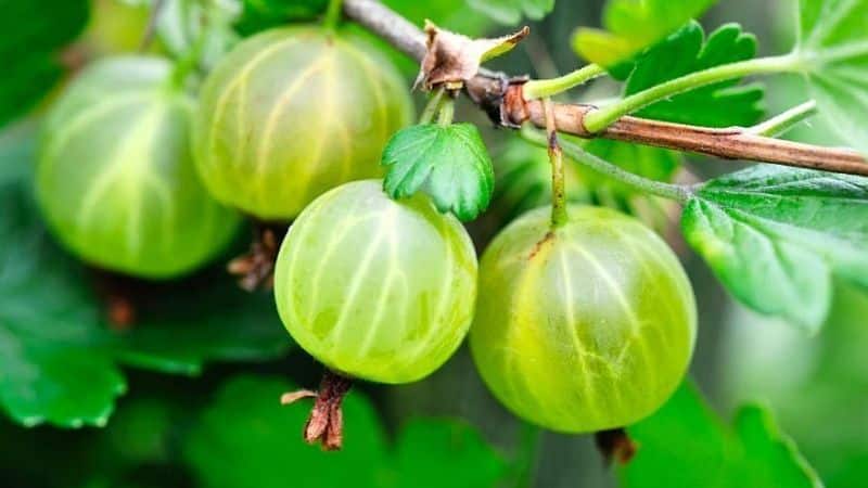 Common gooseberry is a berry or fruit, what it looks like, where it grows and what it is called differently