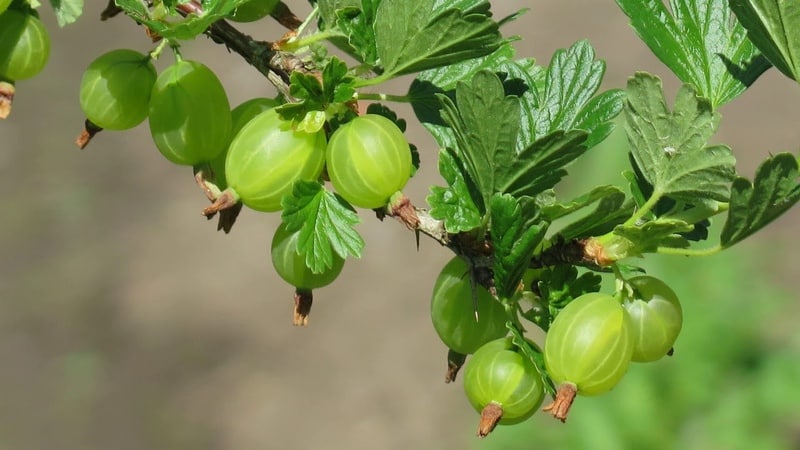 Common gooseberry is a berry or fruit, what it looks like, where it grows and what it is called differently