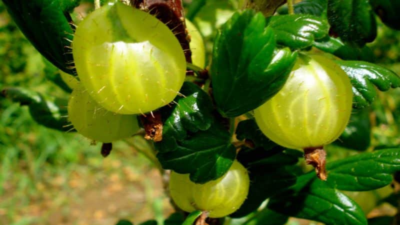 The sweetest and largest gooseberry: description of varieties