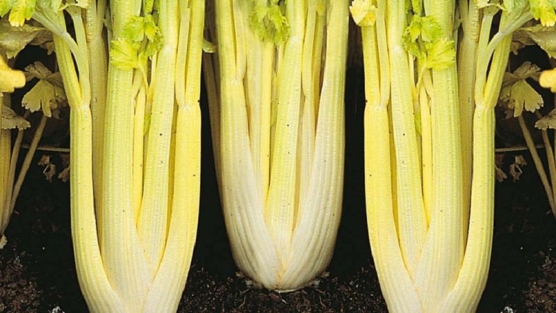 The best varieties of petiole celery: Pascal, Atlant, Utah and others