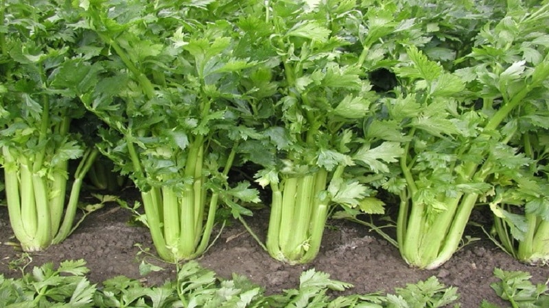 The best varieties of petiole celery: Pascal, Atlant, Utah and others