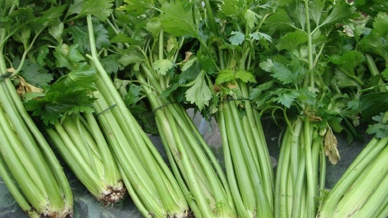The best varieties of petiole celery: Pascal, Atlant, Utah and others