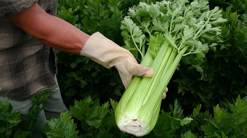 Growing and caring for celery in open ground