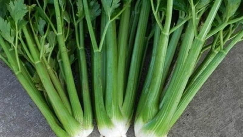The best varieties of petiole celery: Pascal, Atlant, Utah and others