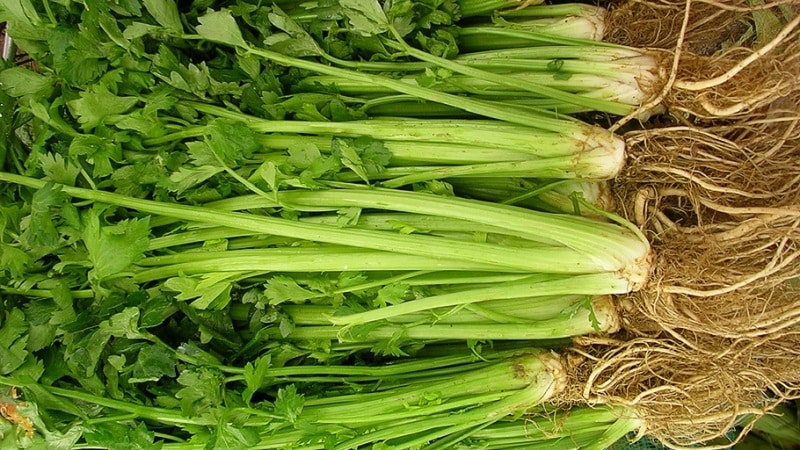 What is celery: perennial or annual plant, description, characteristics, benefits and harm
