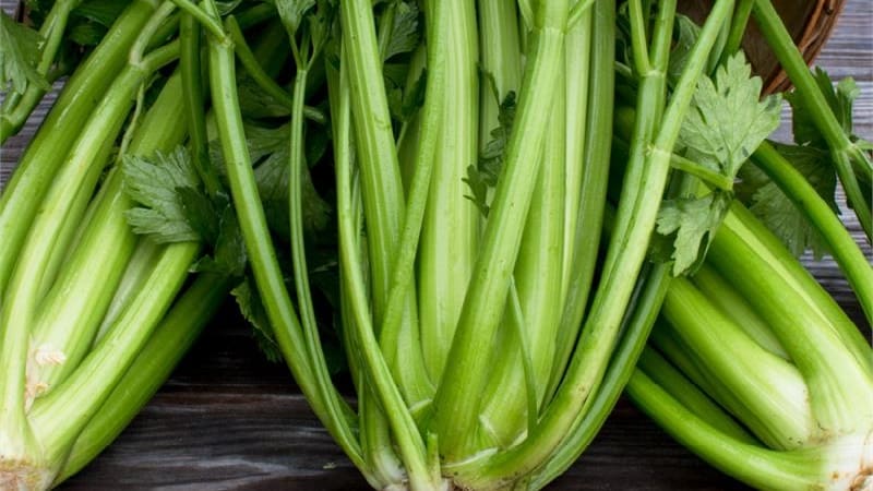 The best varieties of petiole celery: Pascal, Atlant, Utah and others