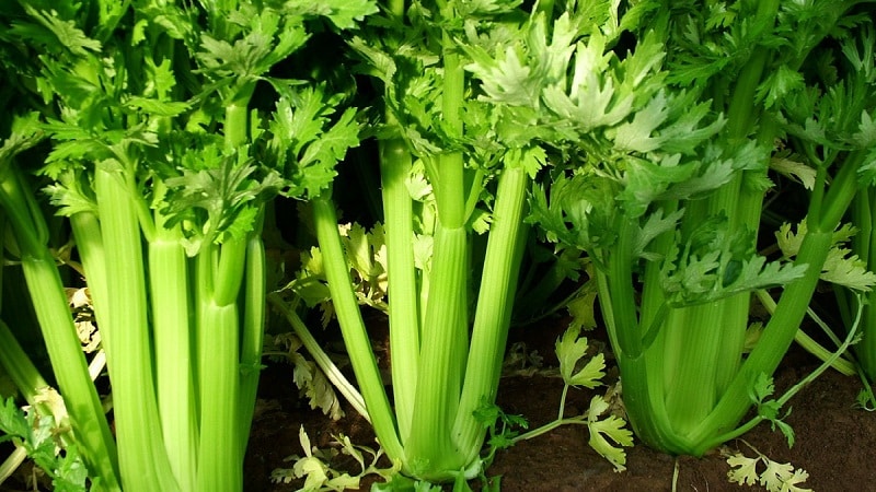 How to properly dig up celery root and when to do it