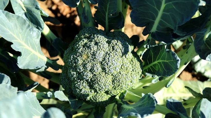 The best varieties and hybrids of broccoli for Siberia and features of their cultivation
