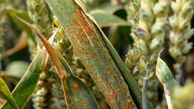 The best varieties of spring wheat: characteristics of Uralosibirskaya, Daria, Omskaya and others