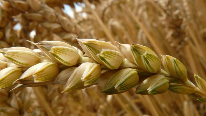 The best varieties of spring wheat: characteristics of Uralosibirskaya, Daria, Omskaya and others