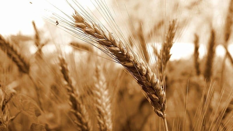 The best varieties of spring wheat: characteristics of Uralosibirskaya, Daria, Omskaya and others