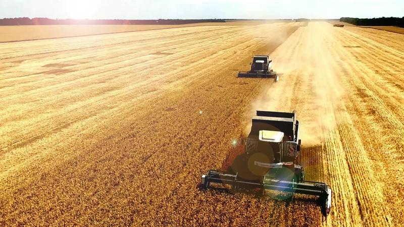 The best varieties of spring wheat: characteristics of Uralosibirskaya, Daria, Omskaya and others