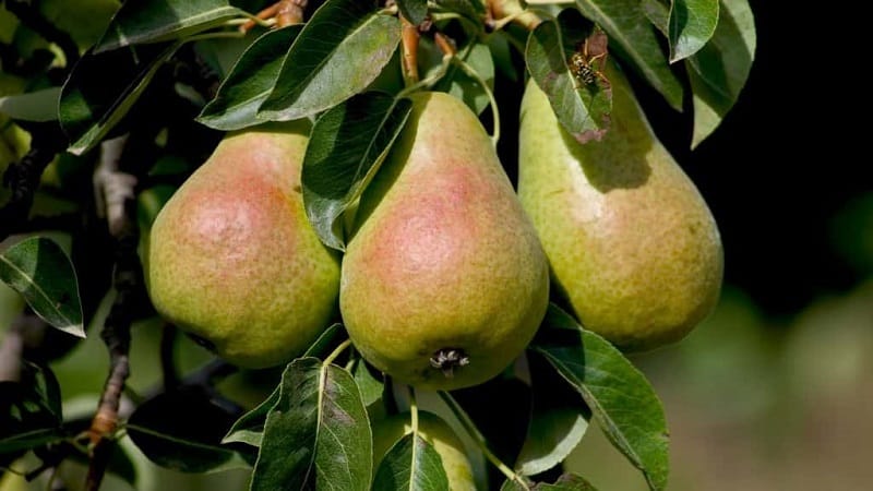 The best summer pear varieties: description and characteristics