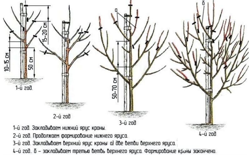 Frost-resistant high-yielding pear variety Cathedral