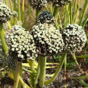 Recommendations from experienced gardeners: is it possible to sow nigella onions before winter and when to do it?
