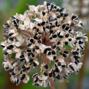 Recommendations from experienced gardeners: is it possible to sow nigella onions before winter and when to do it?